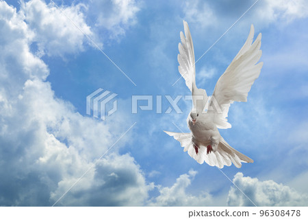 White Dove in the air with wings wide open in-front of the sky 96308478