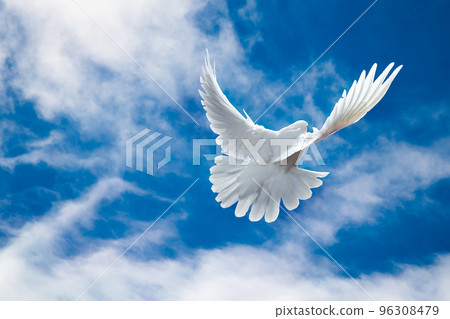 White Dove in the air with wings wide open in-front of the sky White Dove in the air with wings wide open in-front of the sky 96308479
