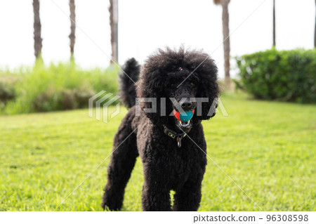 Black standard poodle in the park on green grass with a ball in his mouth. 96308598