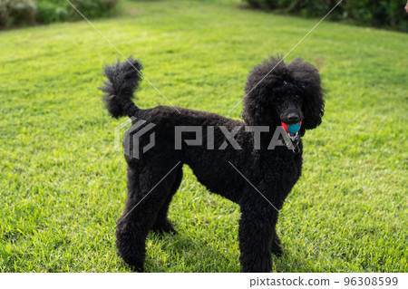 Black standard poodle in the park on green grass with a ball in his mouth. 96308599