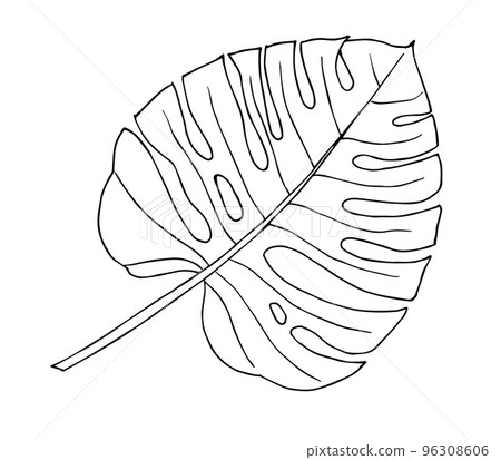 Vector drawing of Monstera Palm Leaf. Hand drawn illustration of tropical plant in sketch outline style. Exotic botanical silhouette in white and black colors on isolated background for logo or icon. Vector drawing of Monstera Palm Leaf. Hand drawn illustration of tropical plant in sketch outline style. Exotic botanical silhouette in white and black colors on isolated background for logo or icon. 96308606