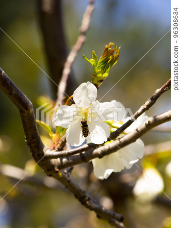 Cherry blossoms and honey bees Cherry blossoms and honey bees 96308684