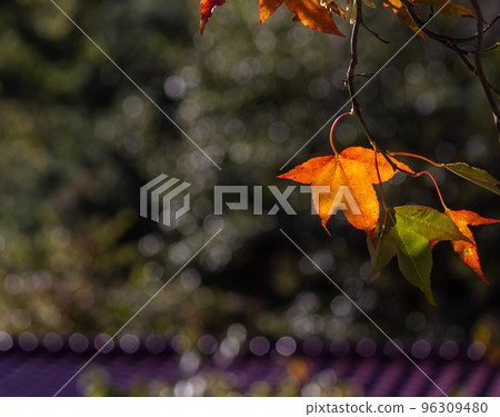 楓樹 楓樹 96309480