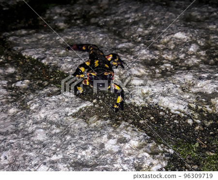 salamander walks on a rocky ground salamander walks on a rocky ground 96309719