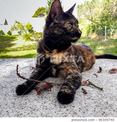 cat facing left 96309740