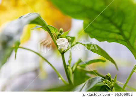 尚未開花的甜椒花蕾 尚未開花的甜椒花蕾 96309992