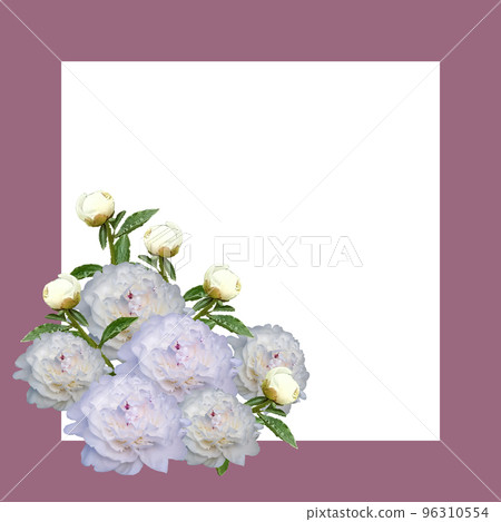 White double peony flowers on abstract background, square frame, design element White double peony flowers on abstract background, square frame, design element 96310554