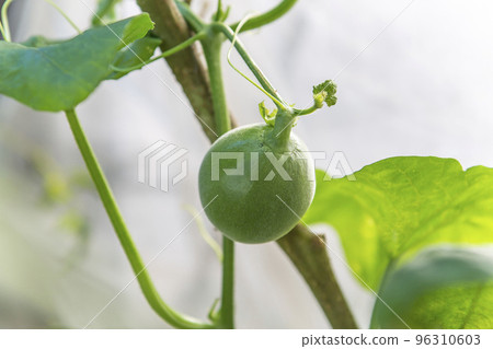 Fruiting still small melon fruit 96310603