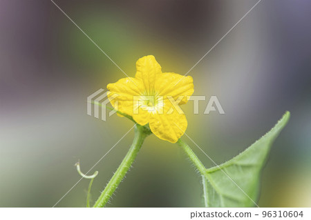 Blooming melon male flowers 96310604