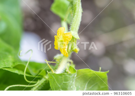 Blooming melon male flowers 96310605