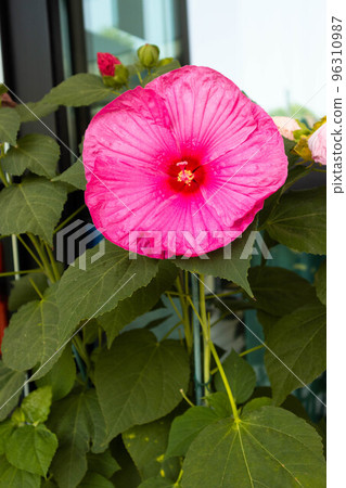 Cayenne or Hibiscus flower with circular shape, Riminmi, Italy Cayenne or Hibiscus flower with circular shape, Riminmi, Italy 96310987