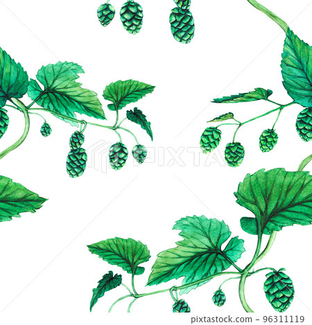 Fresh green hop. Watercolor hand drawn illustration for Octoberfest. Sketch on on a transparent background for ornament or any design 96311119