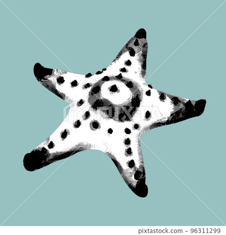 a graphic engraving of a starfish. Realistic starfish black and white illustration a graphic engraving of a starfish. Realistic starfish black and white illustration 96311299