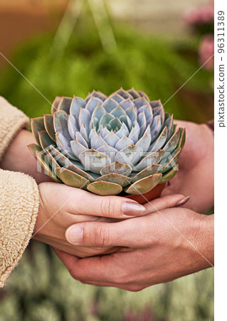 Man and woman holding a purple sempervivum succulent plant Man and woman holding a purple sempervivum succulent plant 96311389