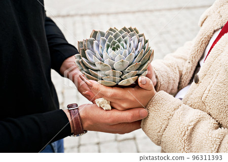 Man and woman holding a purple sempervivum succulent plant Man and woman holding a purple sempervivum succulent plant 96311393