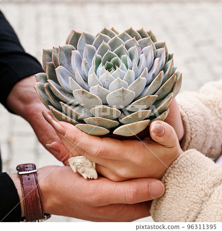 Man and woman holding a purple sempervivum succulent plant 96311395