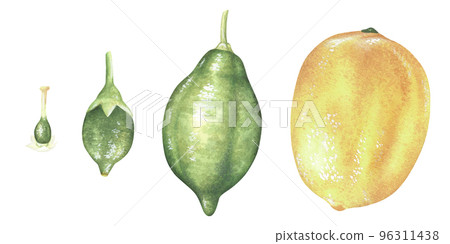 Lemon growth stages. Lemon growth stages. Watercolor illustration. Isolated on a white background. For design stickers, nature prints, kitchen accessories, product packaging with citrus acid or scent Lemon growth stages. Lemon growth stages. Watercolor illustration. Isolated on a white background. For design stickers, nature prints, kitchen accessories, product packaging with citrus acid or scent 96311438