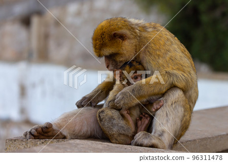 Mother and Baby Monkey, Barbary macaque at Rock of Gibraltar, UK Mother and Baby Monkey, Barbary macaque at Rock of Gibraltar, UK 96311478