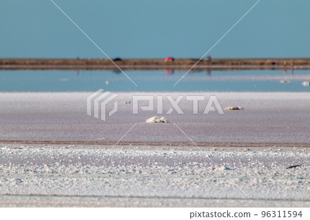 Salt pink lake surface under blue sunny sky 96311594