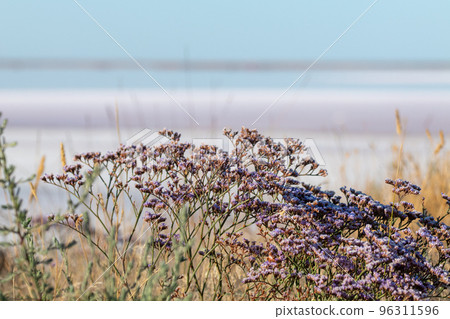 Limonium vulgare, Sea Lavender near Salt pink lake 96311596