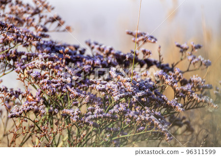Limonium vulgare, Sea Lavender macro on white blur Limonium vulgare, Sea Lavender macro on white blur 96311599