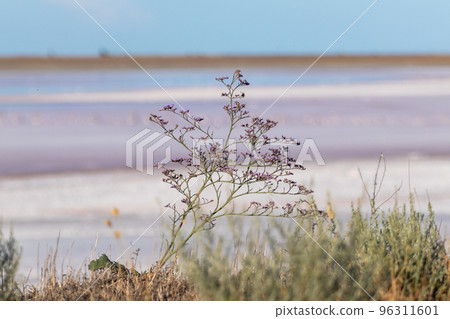 Limonium vulgare, Sea Lavender near Salt pink lake Limonium vulgare, Sea Lavender near Salt pink lake 96311601