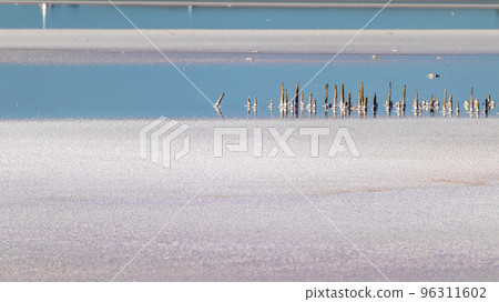 Salt pink lake surface close-up with blue water 96311602