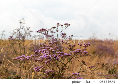 Limonium vulgare, Sea Lavender macro in dry field 96311625
