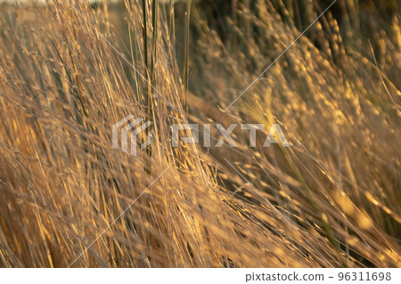 Dry grass shining, autumn texture golden close Dry grass shining, autumn texture golden close 96311698