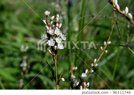 Flowers of white flower sakuratade 96311746