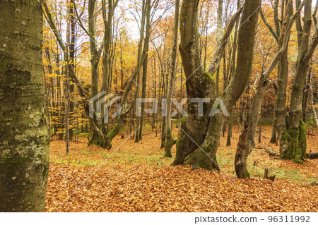 Views on the path to Tarnica - the highest mountain in Bieszczady on the polish territory. Forest on the Mount Tarnica, near Wlosate village in Bieszczady National Park, Subcarpathian Voivodeship of 96311992