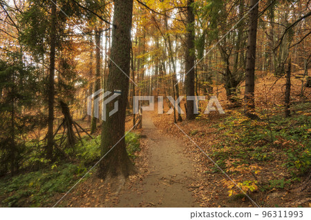 Views on the path to Tarnica - the highest mountain in Bieszczady on the polish territory. Forest on the Mount Tarnica, near Wlosate village in Bieszczady National Park, Subcarpathian Voivodeship of Views on the path to Tarnica - the highest mountain in Bieszczady on the polish territory. Forest on the Mount Tarnica, near Wlosate village in Bieszczady National Park, Subcarpathian Voivodeship of 96311993