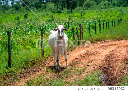 Indu-Brasil beef cattle in farm yard 96312082