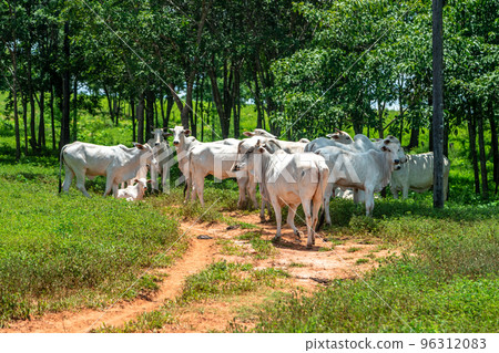 a herd of white cows in the pasture next to the farm a herd of white cows in the pasture next to the farm 96312083