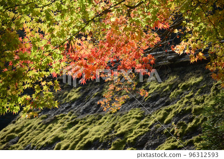 Okusaga in autumn, thatched roofs with autumn leaves, Sagano, Ukyo Ward, Kyoto City Okusaga in autumn, thatched roofs with autumn leaves, Sagano, Ukyo Ward, Kyoto City 96312593