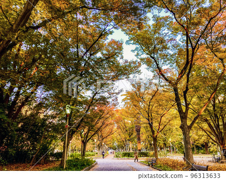 Utsubo Park at dusk, zelkova trees in autumn 96313633