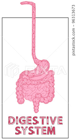 Polygonal stomach and intestines. Modern depiction of digestive system organs for digesting food 96313673