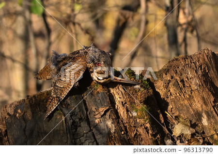Beech marten or Martes foina also known as stone marten or white-breasted marten 96313790