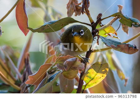 Sri Lankan white-eye or Zosterops ceylonensis an endemic species of Sri Lanka. 96313798