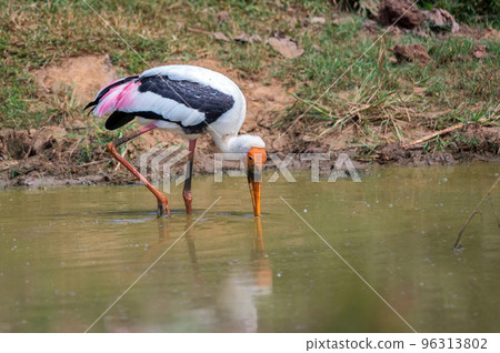 Painted Stork or Mycteria leucocephala in the wild 96313802