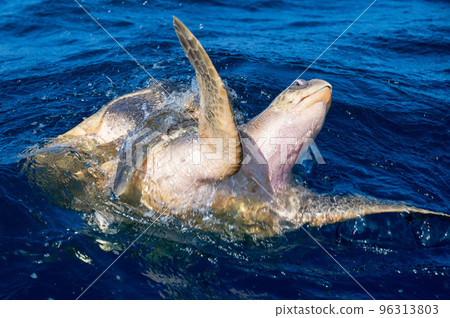 Olive ridley sea turtles or Lepidochelys olivacea performs mating ritual Olive ridley sea turtles or Lepidochelys olivacea performs mating ritual 96313803