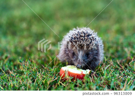 Prickly hedgehog on a green grass near the apple 96313809