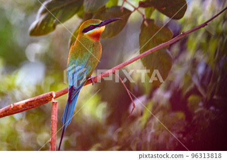 Blue-tailed Bee-eater or Merops philippinus perches on tree branch Blue-tailed Bee-eater or Merops philippinus perches on tree branch 96313818