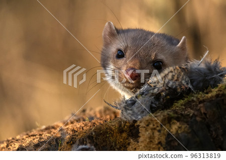 Beech marten or Martes foina also known as stone marten or white-breasted marten Beech marten or Martes foina also known as stone marten or white-breasted marten 96313819