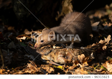 Beech marten or Martes foina also known as stone marten or white-breasted marten 96313823