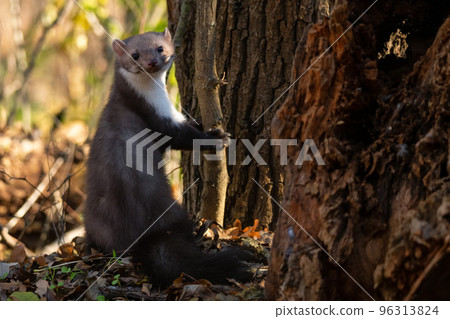 Beech marten or Martes foina also known as stone marten or white-breasted marten Beech marten or Martes foina also known as stone marten or white-breasted marten 96313824