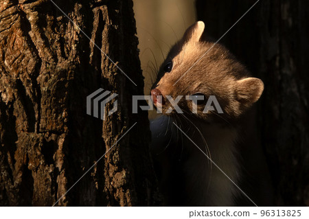Beech marten or Martes foina also known as stone marten or white-breasted marten 96313825