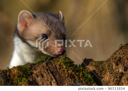 Beech marten or Martes foina also known as stone marten or white-breasted marten 96313834
