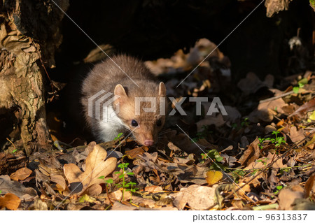 Beech marten or Martes foina also known as stone marten or white-breasted marten Beech marten or Martes foina also known as stone marten or white-breasted marten 96313837