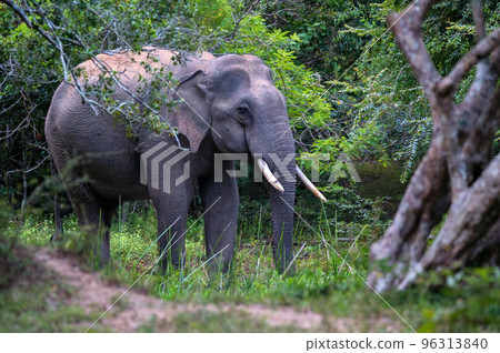 Asian tusker elephant or elephas maximus in wild jungle 96313840